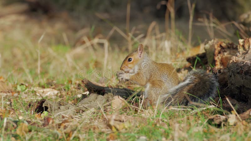 Grijs of Gray Squirrel die (Sciurus-carolinensis) voor voedsel voederen