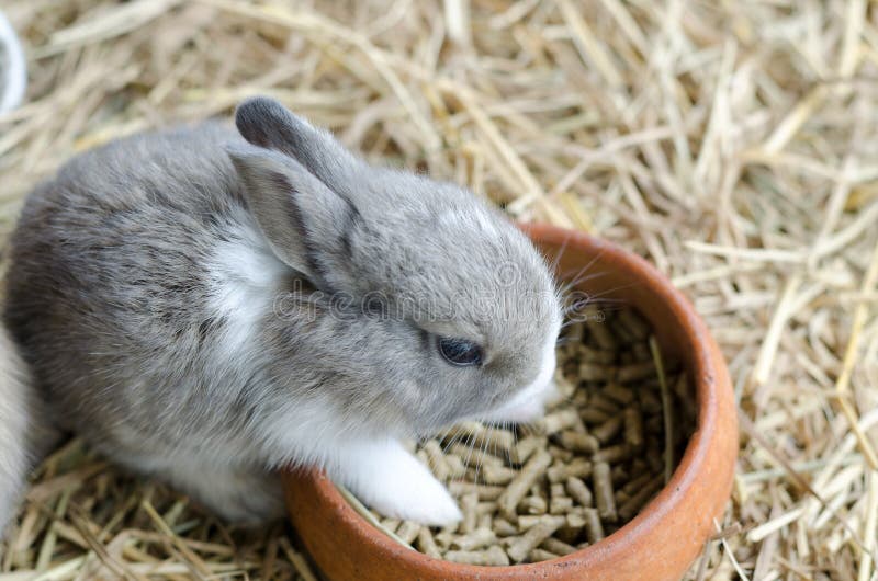 Grijs konijn die op hayloft voedsel eten royalty-vrije stock fotografie Grijs konijn die op hayloft voedsel eten royalty-vrije stock fotografie