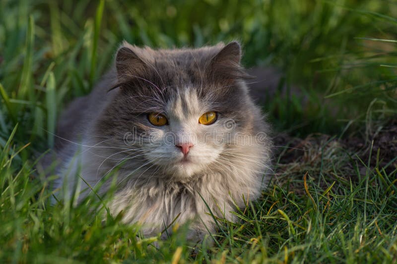 Grijs wit gefibreerd kat dat op gras rust. katten in de buitenlucht ontspannen zich in het groene gras royalty-vrije stock foto's Grijs wit gefibreerd kat dat op gras rust. katten in de buitenlucht ontspannen zich in het groene gras royalty-vrije stock foto's