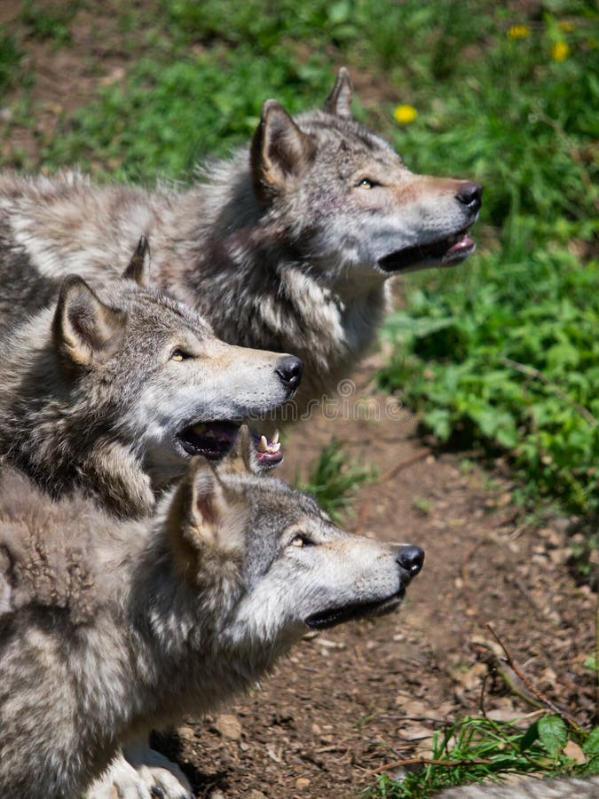 Grijs wolvenpak dat omhoog eruit ziet royalty-vrije stock afbeelding Grijs wolvenpak dat omhoog eruit ziet royalty-vrije stock afbeelding