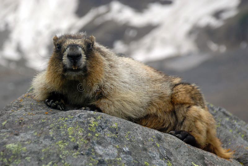 Grijswitte marmot stock foto. Image of wild, fluiter, canada - 8556876