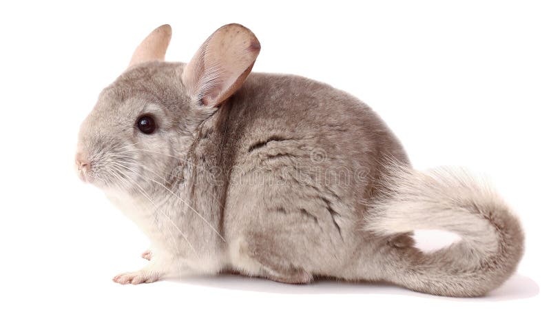 Grijze chinchilla op witte achtergrond, grappig dier, chinchilla royalty-vrije stock fotografie Grijze chinchilla op witte achtergrond, grappig dier, chinchilla royalty-vrije stock fotografie