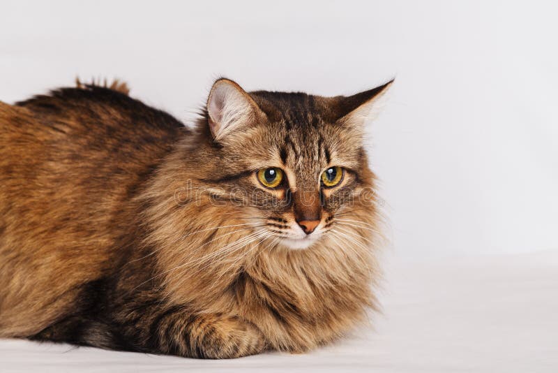Grijze gestreepte kat bont leuke kat die op een lichte muurachtergrond liggen, close-up Gestreepte pluizige kat met een lang snor stock afbeelding Grijze gestreepte kat bont leuke kat die op een lichte muurachtergrond liggen, close-up Gestreepte pluizige kat met een lang snor stock afbeelding