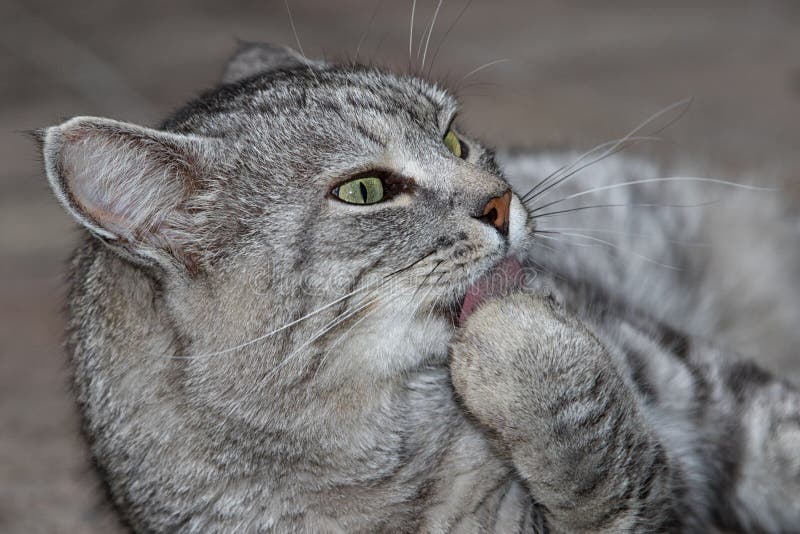 Grijze gestreepte kat die zijn poot likt stock afbeeldingen Grijze gestreepte kat die zijn poot likt stock afbeeldingen