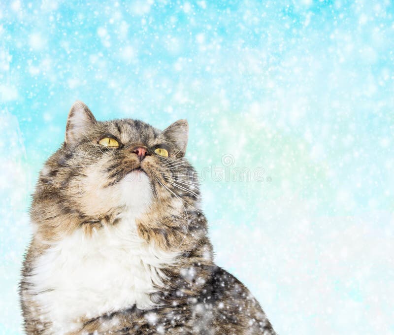 Grijze kat in de winter die sneeuwdaling bekijken stock afbeelding Grijze kat in de winter die sneeuwdaling bekijken stock afbeelding