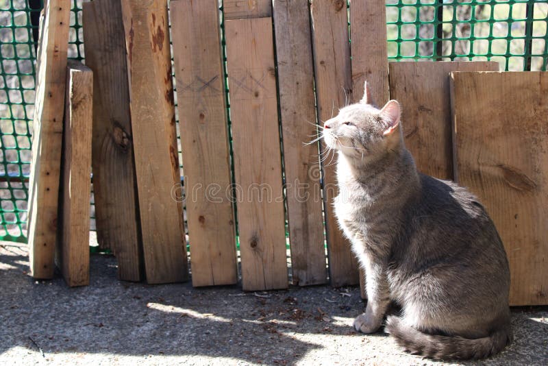 Grijze kat die terwijl het zitten voor houten panelen staren stock fotografie Grijze kat die terwijl het zitten voor houten panelen staren stock fotografie