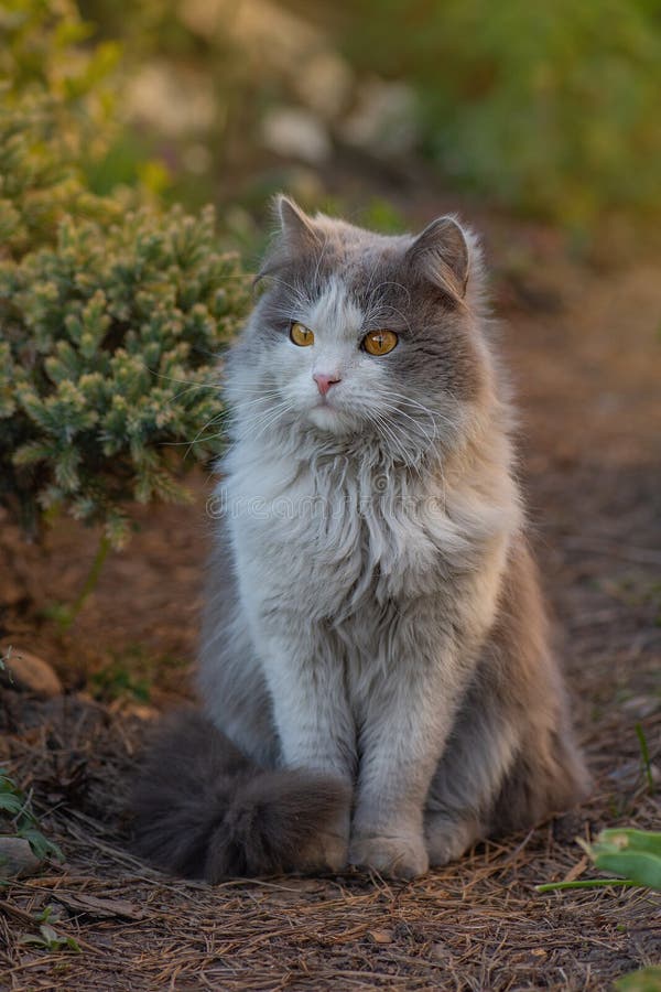 Grijze kat in een tuin met mooie verlichting bij zonsondergang. kat in de tuin met bloemen royalty-vrije stock fotografie Grijze kat in een tuin met mooie verlichting bij zonsondergang. kat in de tuin met bloemen royalty-vrije stock fotografie