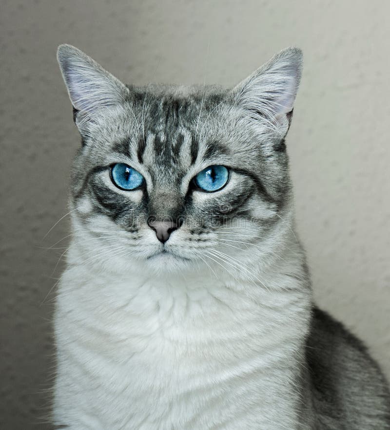 Grijze kat met blauwe ogen stock foto. Image of hoofd 71913736