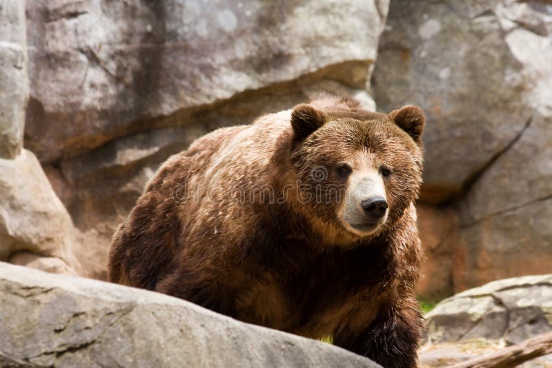 Grizzly Walking Forward Among the Boulders. Grizzly Walking Forward Among the Boulders