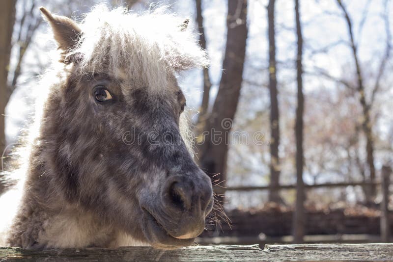Download Grijze Poney stock foto. Afbeelding bestaande uit schots - 54091824