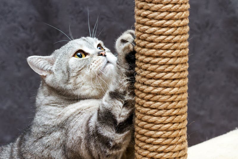 Grijze shorthair Schotse gestreepte kat die bruine post krassen stock foto's Grijze shorthair Schotse gestreepte kat die bruine post krassen stock foto's