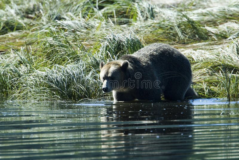 At the mainland of british columbia a grizzly bear is going to take a bath in the pacific ocean. At the mainland of british columbia a grizzly bear is going to take a bath in the pacific ocean.