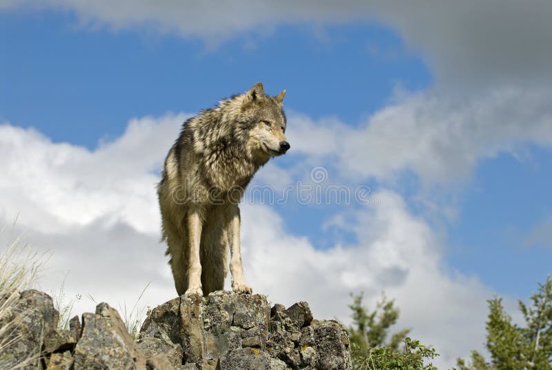 Grijze wolf op ridgeline
