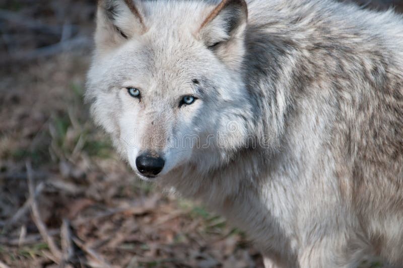 Grijze Wolf (wolfszweer Canis) royalty-vrije stock fotografie Grijze Wolf (wolfszweer Canis) royalty-vrije stock fotografie