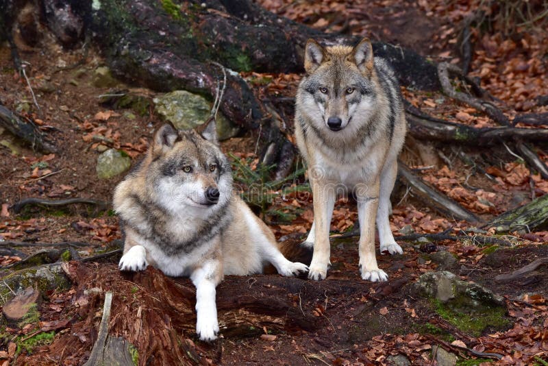 Grijze Wolven stock afbeelding Grijze Wolven stock afbeelding