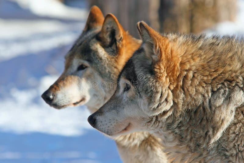 Grijze wolven (caniswolfszweer) stock afbeeldingen Grijze wolven (caniswolfszweer) stock afbeeldingen
