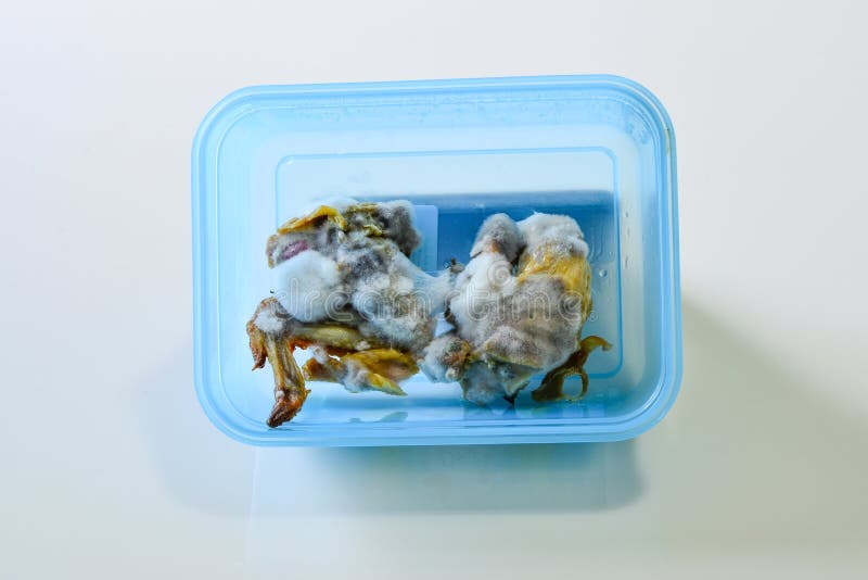 845 Chicken Mold Stock Photos Free & RoyaltyFree Stock Photos from