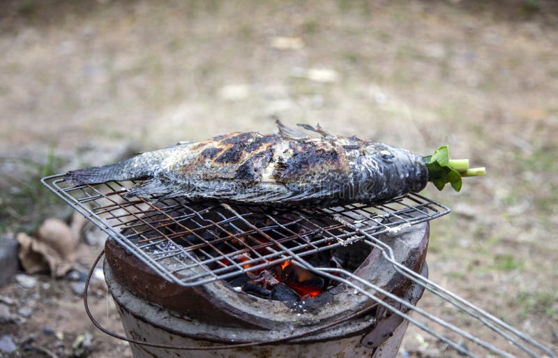 Grill Fish Outdoor with Hot Coal on Iron Net with Herb Stock Image