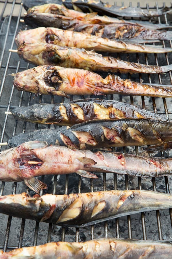 Grilled catfish stock photo. Image of thailand, life 60613834