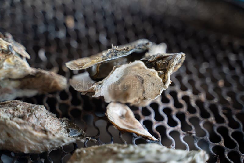 Grilled Fresh Oyster in Taiwan Famous Street Food Stock Image Image Grilled Fresh Oyster in Taiwan Famous Street Food Stock Image Image