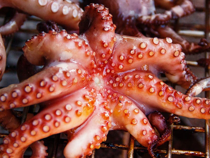 Grilled Octopuses Cooking on a Metal Grill Close Up Stock Image Image
