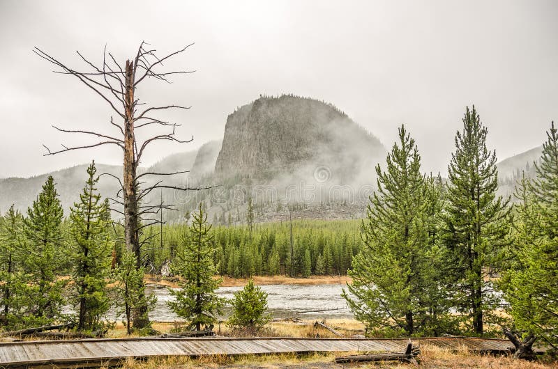 Grimmige, Naakte Boom in Yellowstone royalty-vrije stock afbeeldingen Grimmige, Naakte Boom in Yellowstone royalty-vrije stock afbeeldingen