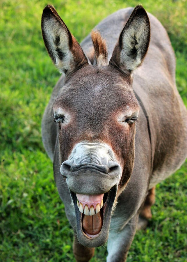 Donkey with squinting eyes and pursed lips ready to let loose a big bray