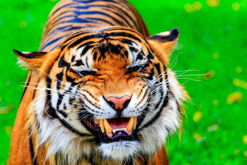 grinning tiger