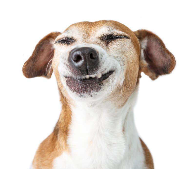 417,337 Funny Dog Stock Photos - Free & Royalty-Free Stock Photos from  Dreamstime