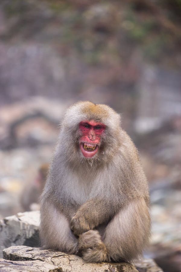 Grinsender japanischer Affe u. x28; Macaques& x29; bei Jigokudani stockfotografie Grinsender japanischer Affe u. x28; Macaques& x29; bei Jigokudani stockfotografie
