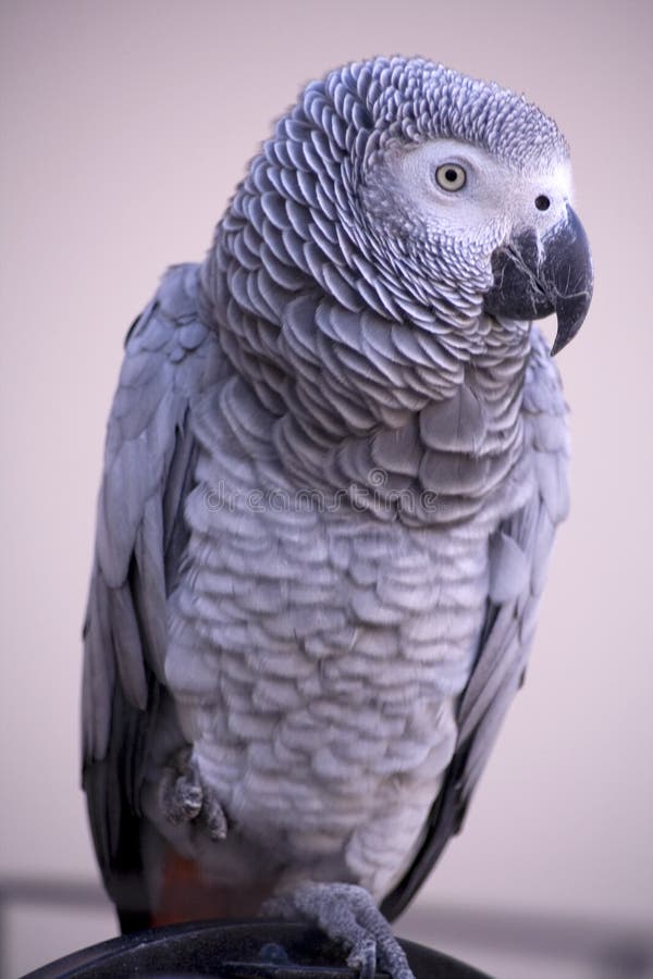 A close up of a beautiful African grey parrot. A close up of a beautiful African grey parrot.