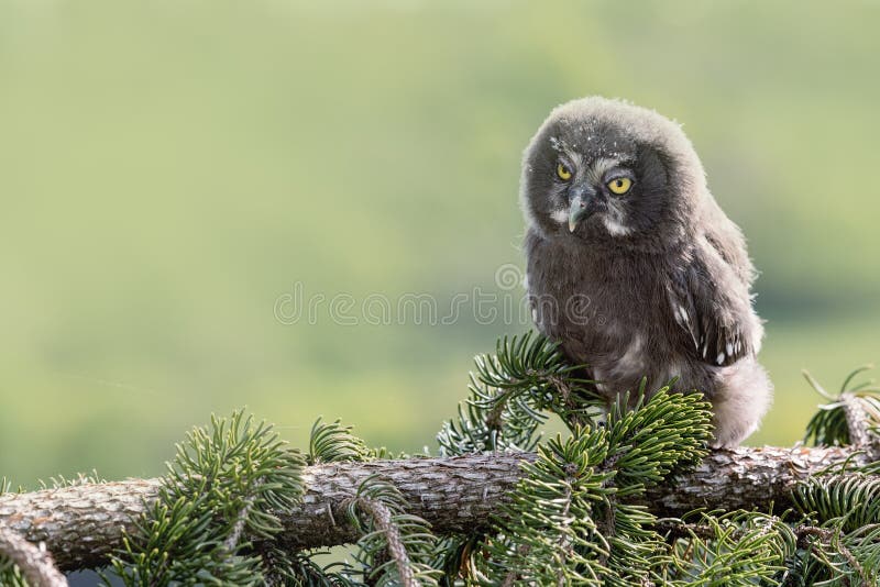 Gris de hibou de la jeunesse Le nebulosa de Strix de hibou de grand gris ou de hibou de grand gris est un hibou très grand, docum photo libre de droits Gris de hibou de la jeunesse Le nebulosa de Strix de hibou de grand gris ou de hibou de grand gris est un hibou très grand, docum photo libre de droits