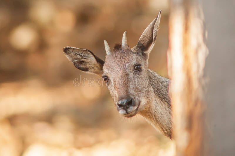 Griseus die van Goralnaemorthedus zich onder de boom bevinden en de camera bekijken Omkoiwildreservaat, Doi Mon Chong, Chiang stock fotografie Griseus die van Goralnaemorthedus zich onder de boom bevinden en de camera bekijken Omkoiwildreservaat, Doi Mon Chong, Chiang stock fotografie