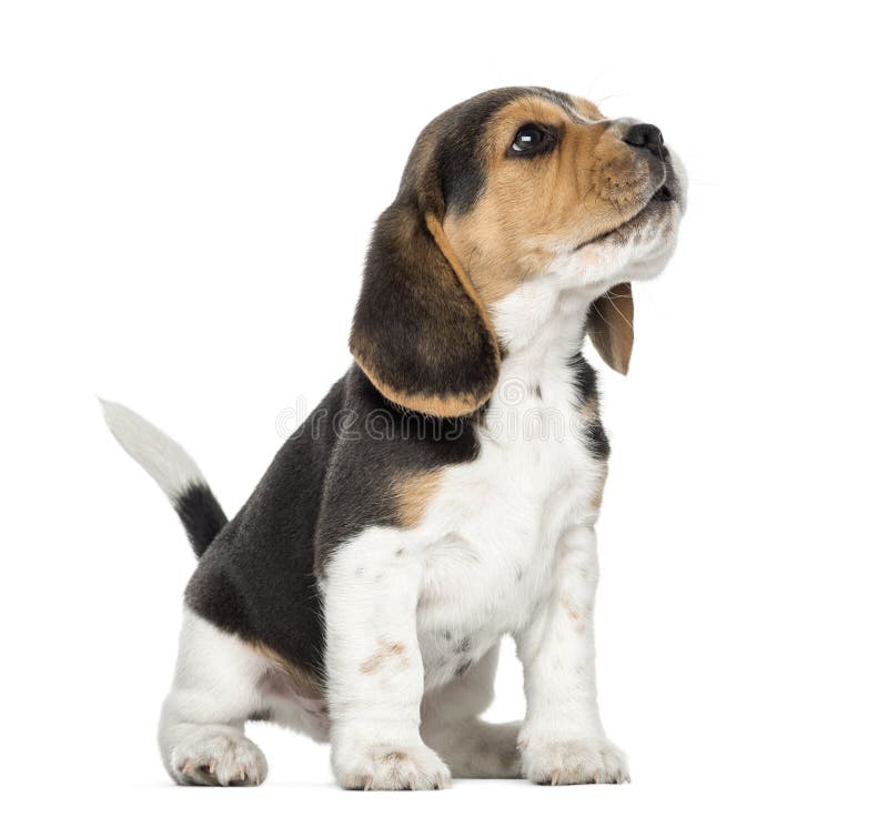 Grito del perrito del beagle, mirando para arriba, aislado