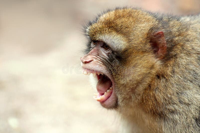 Grito de macaco fotografia de stock royalty free