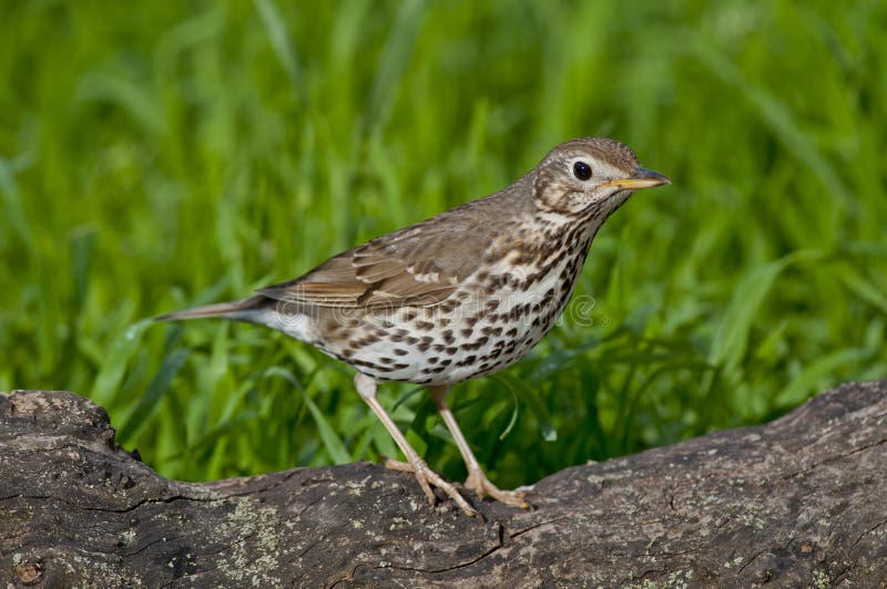 Grive de chanson (philomelos de Turdus) photographie stock Grive de chanson (philomelos de Turdus) photographie stock