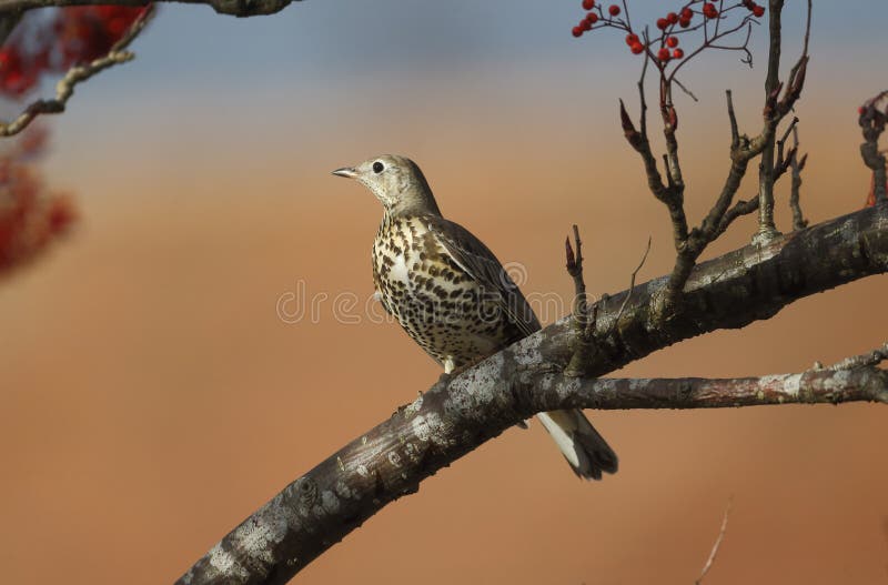 Grive de Mistle, viscivorus de Turdus photographie stock Grive de Mistle, viscivorus de Turdus photographie stock