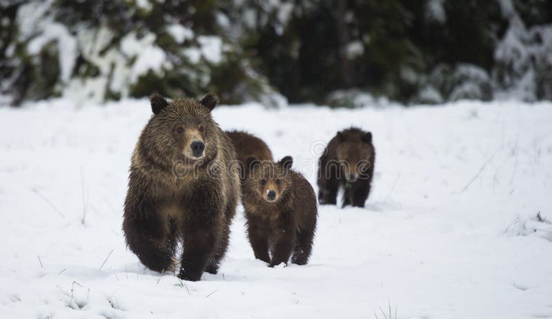 Grizzley-Bär, der für Lebensmittel herumsucht stockfotos Grizzley-Bär, der für Lebensmittel herumsucht stockfotos