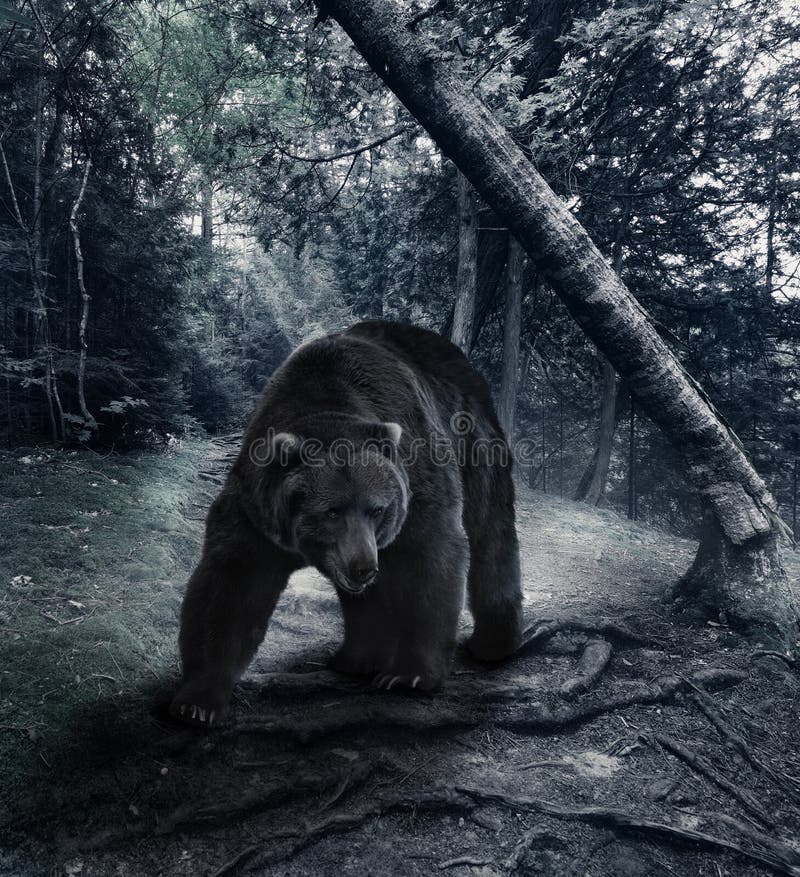 Grizzly Bear Walking In The Forest. Grizzly Bear Walking In The Forest