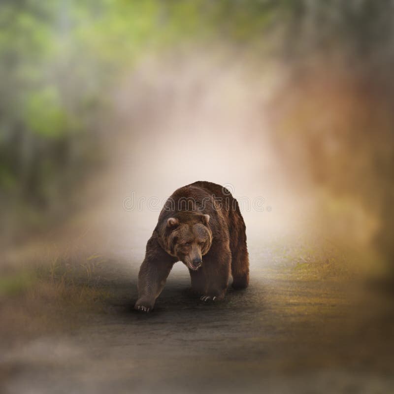 Grizzly Bear Walking In A Wood. Grizzly Bear Walking In A Wood