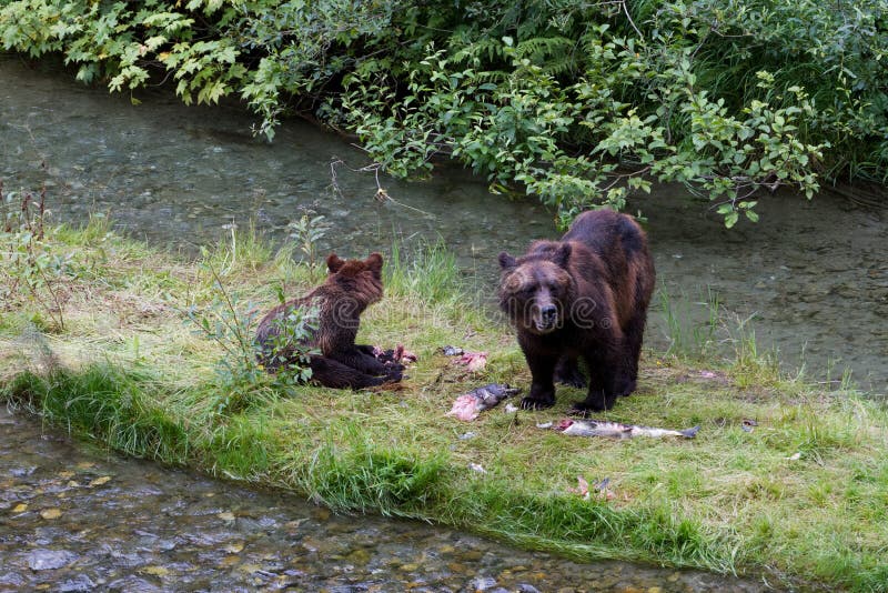 Grizzly bear and Bear Cub Catching Salmon at hyder Alaska. Grizzly bear and Bear Cub Catching Salmon at hyder Alaska