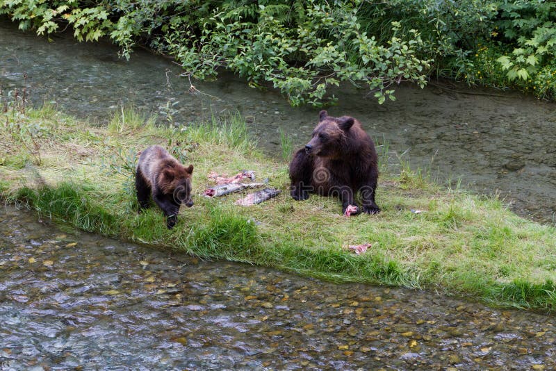 Grizzly bear and Bear Cub Catching Salmon at hyder Alaska. Grizzly bear and Bear Cub Catching Salmon at hyder Alaska