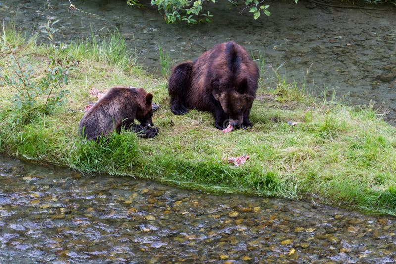 Grizzly bear and Bear Cub Catching Salmon at hyder Alaska. Grizzly bear and Bear Cub Catching Salmon at hyder Alaska