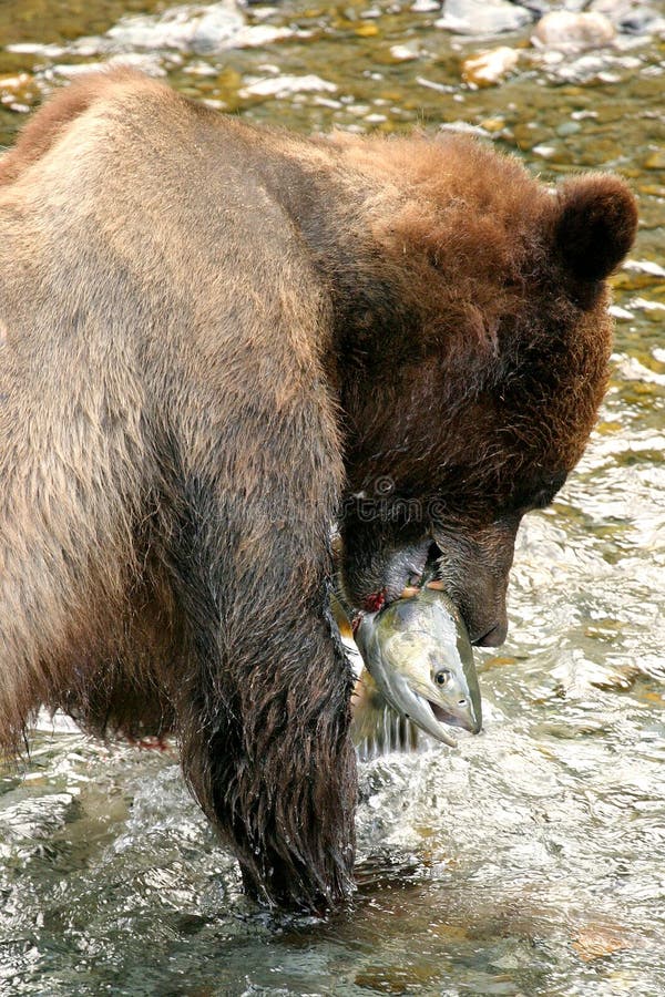 Grizzly bear in search of salmon, Stewart & Hyder. Border of Canada and Alaska