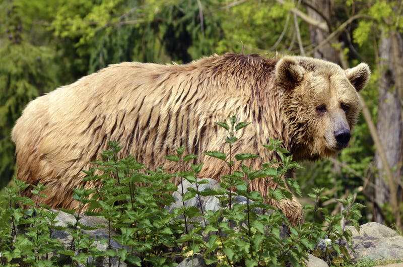 Closeup Grizzly Bear (Ursus arctos horribilis) among vegetation