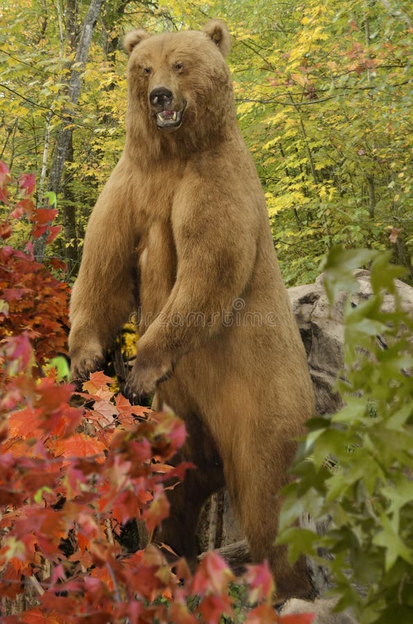 Grizzly Bear in the woods during autumn