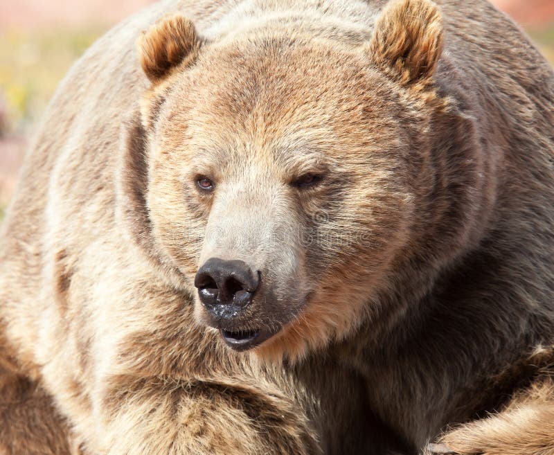 Close up Grizzly bear or Brown Bear head and shoulder portrait.