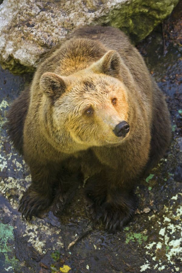 Big grizzly bear in the forest