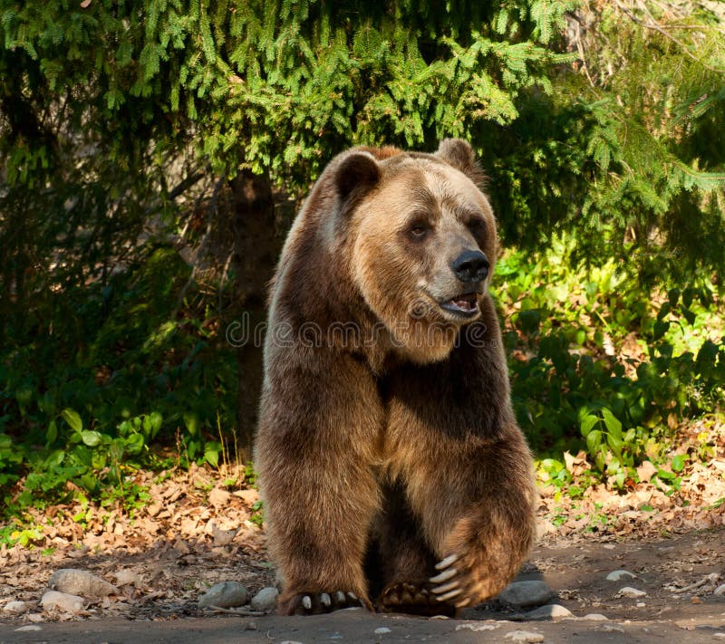 Brown grizzly bear in a clearing