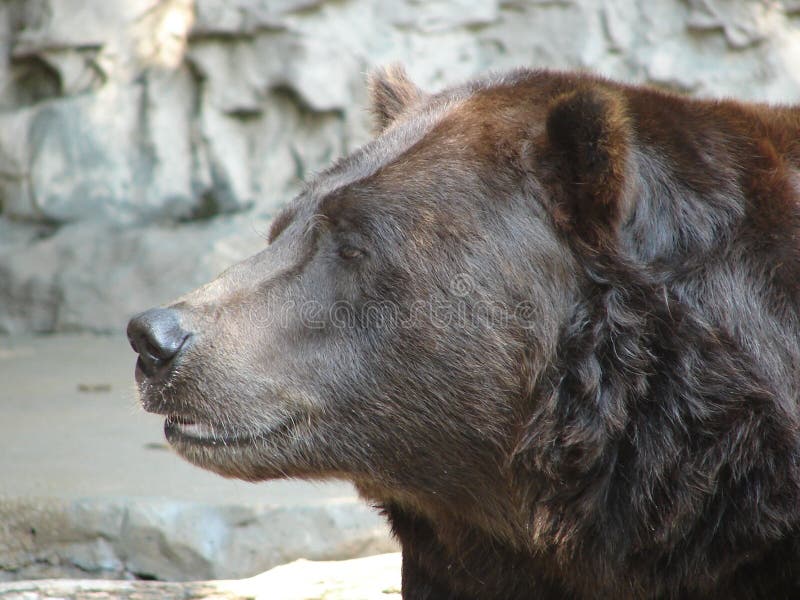 Éste es un detallado de masculino un oso.